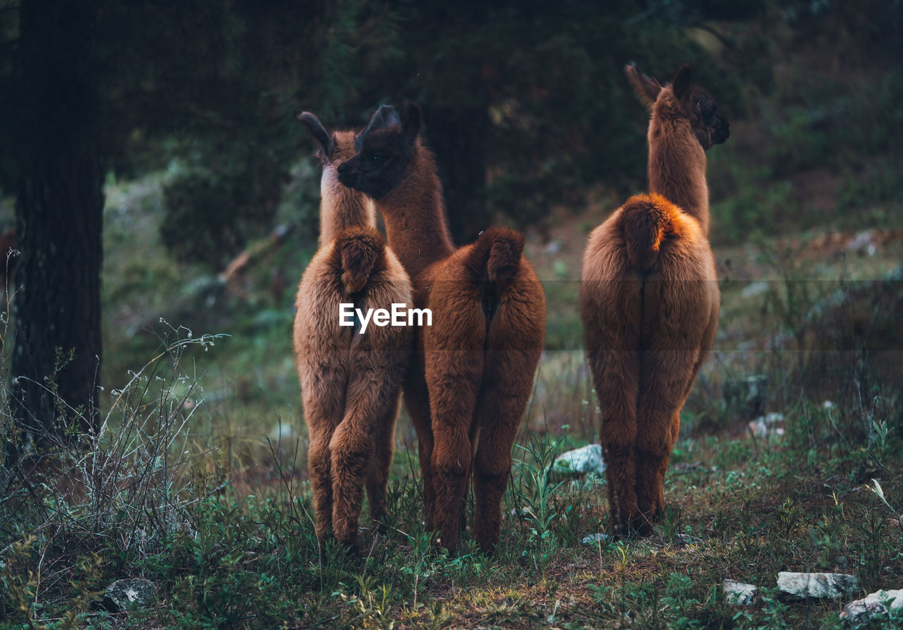 Llama standing on a forest