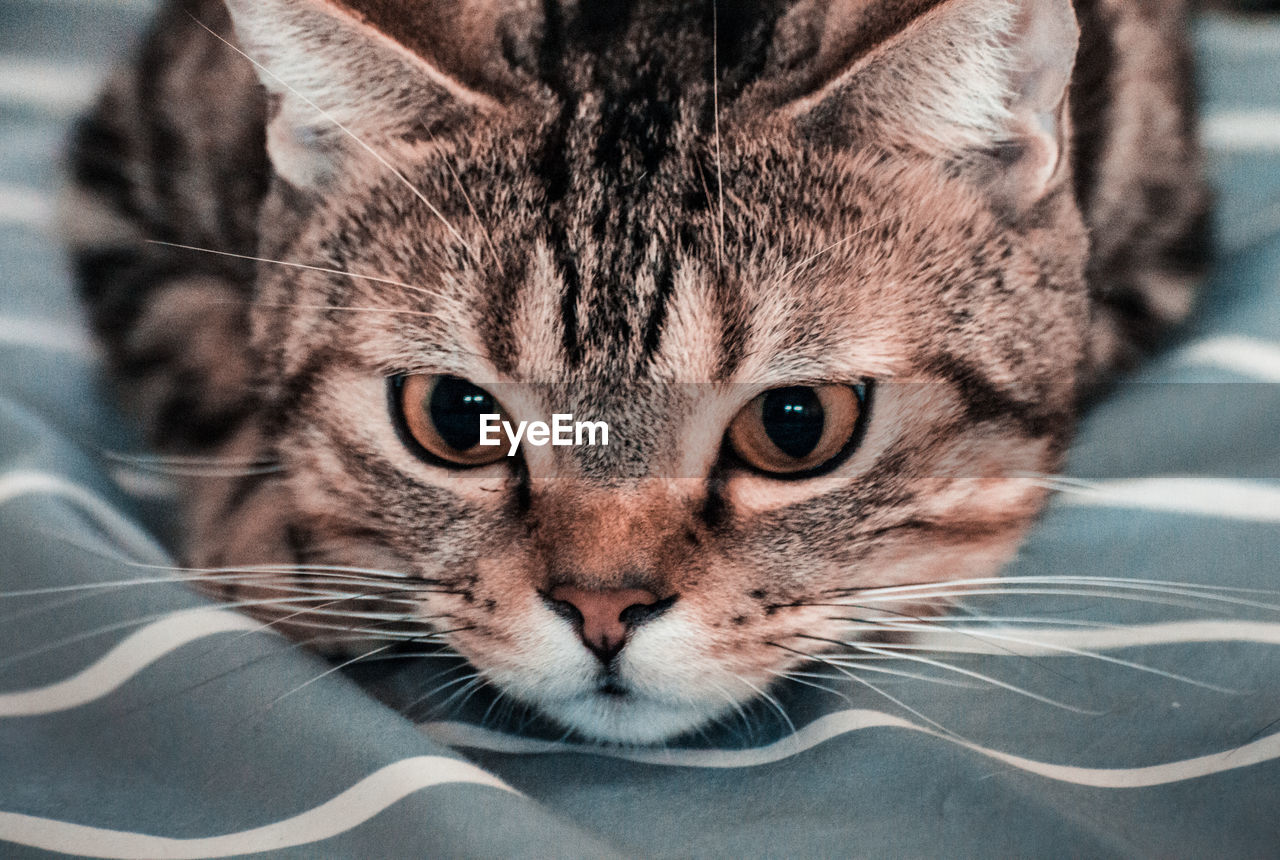 CLOSE-UP PORTRAIT OF TABBY CAT ON FLOOR