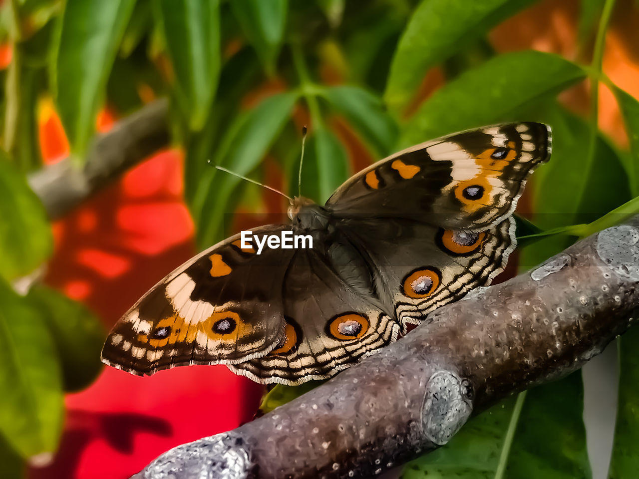 Close-up of butterfly on flower