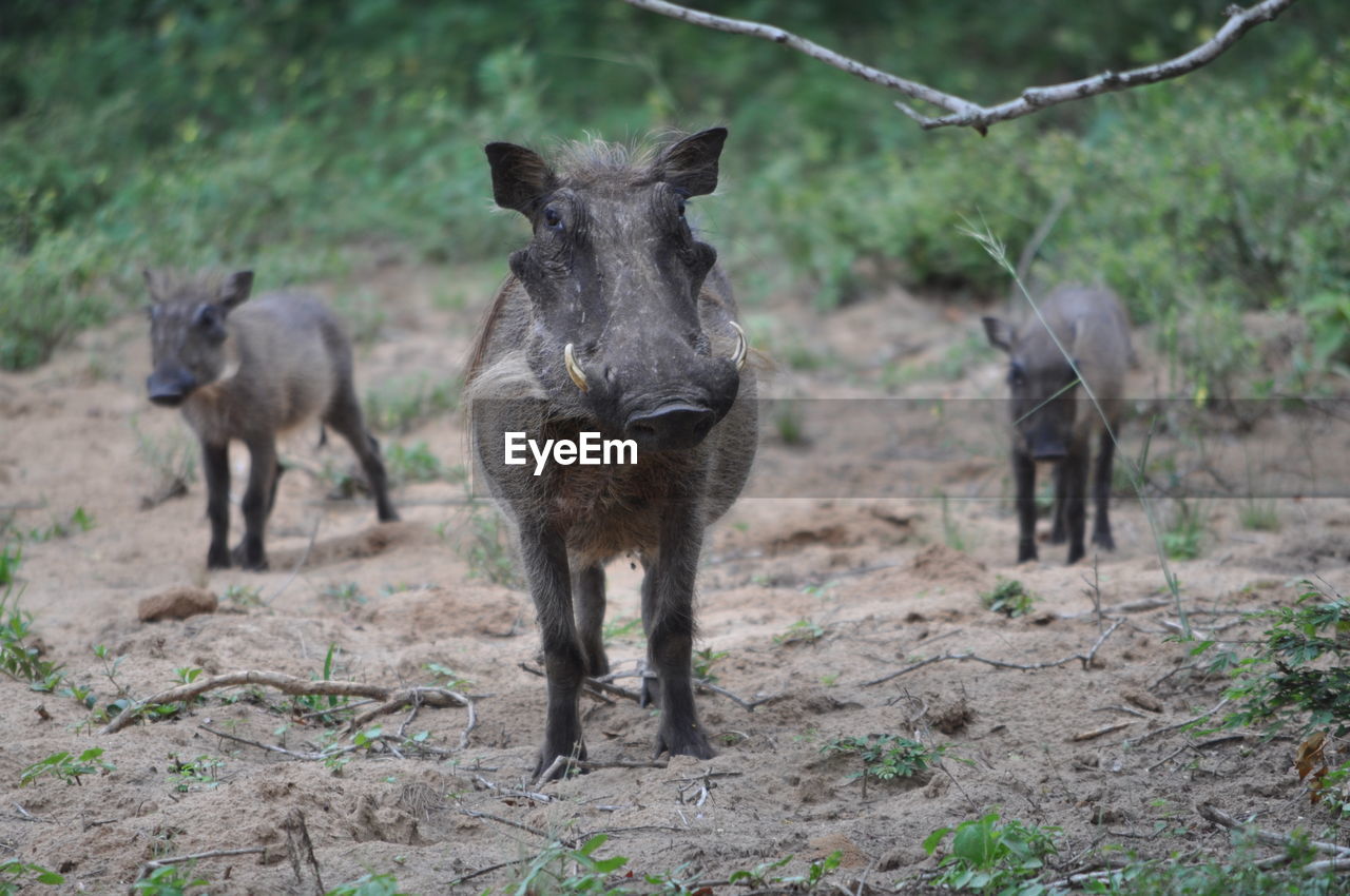 HERD OF STANDING ON FIELD