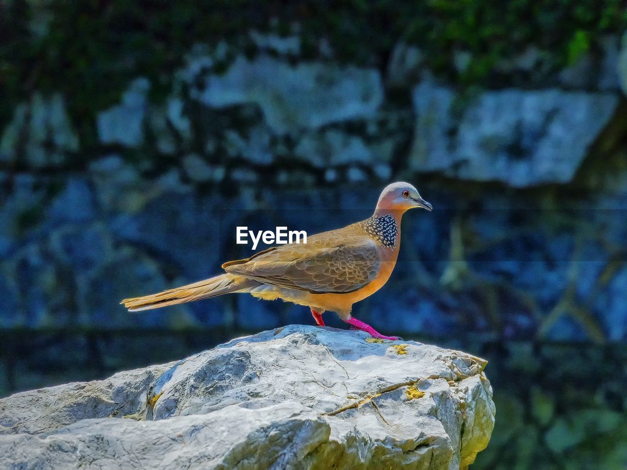 Mourning dove perching on rock