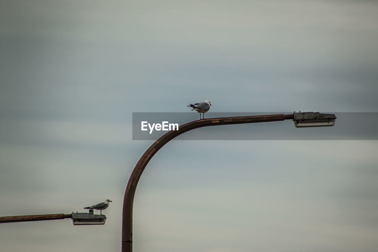 Birds perching on street lights