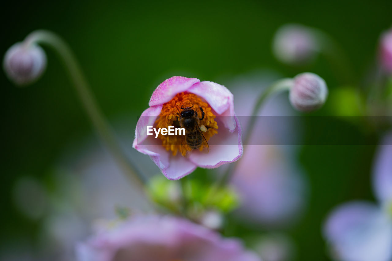 Close-up of bee pollinating on purple flower