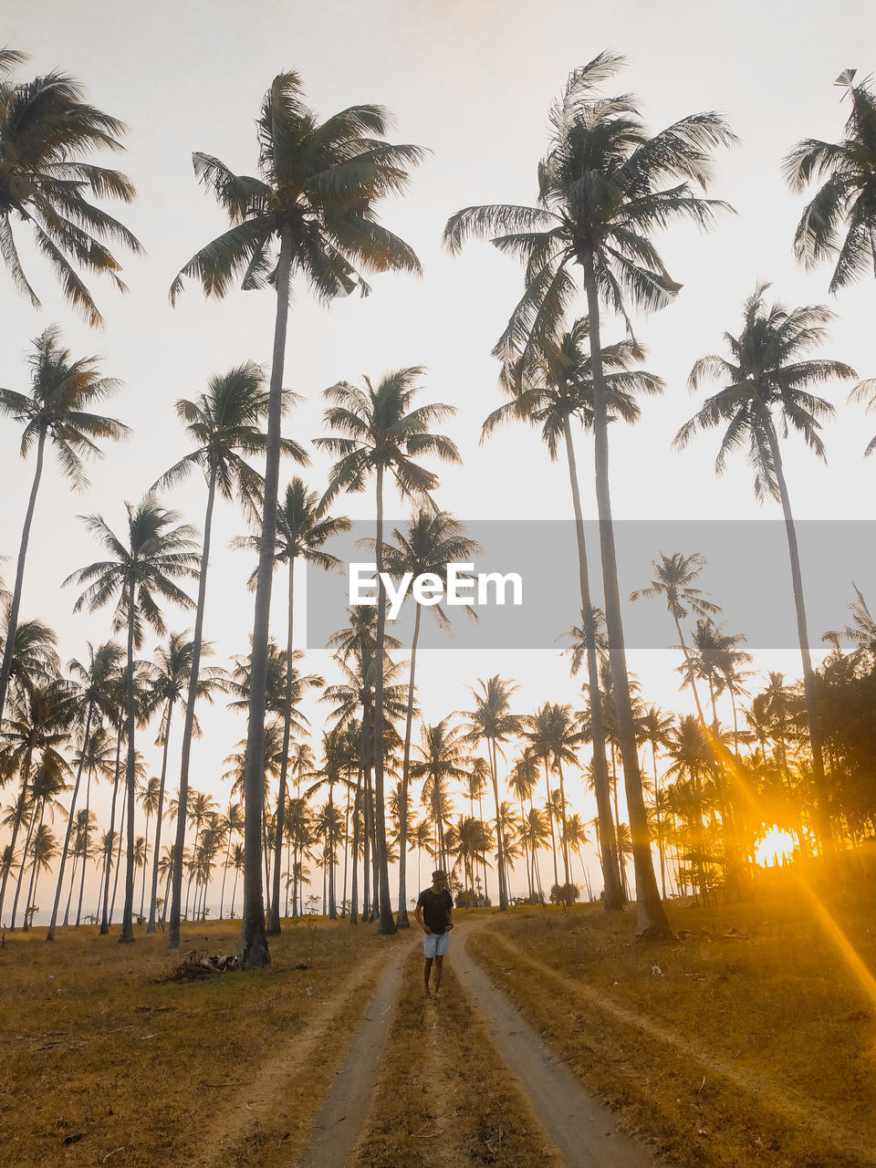 Man against palm trees at beach during sunset