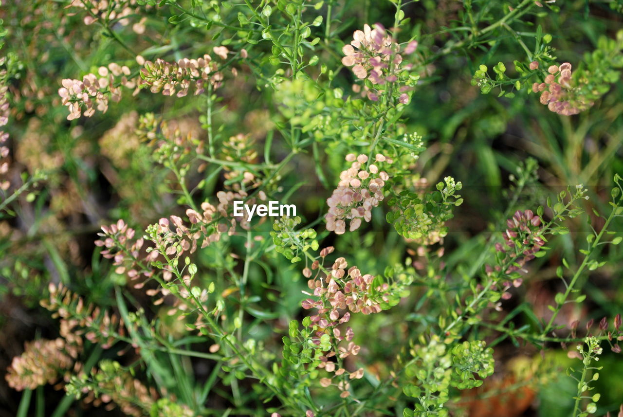 High angle view of flowering plant