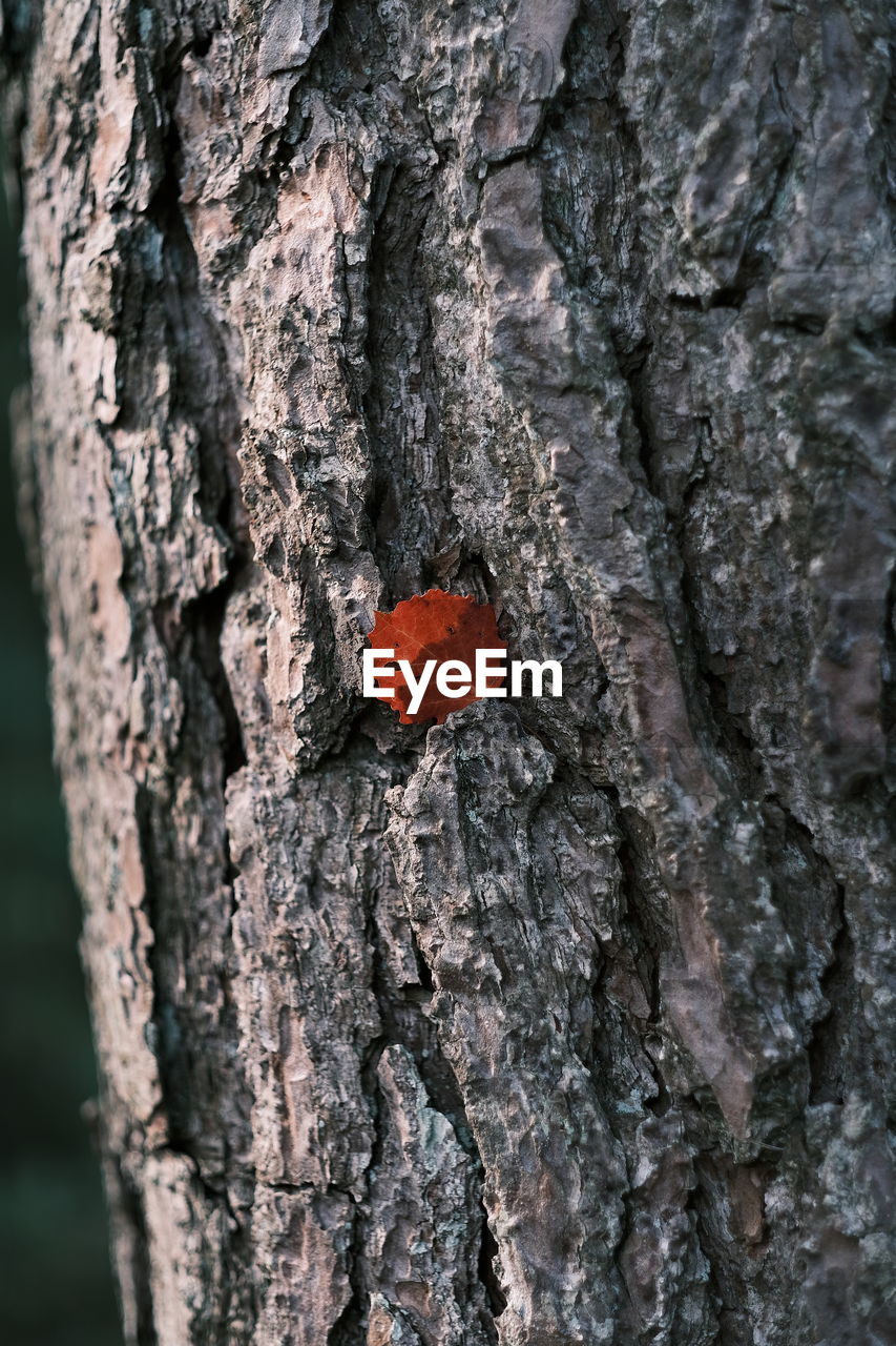 CLOSE-UP OF INSECT ON FLOWER TREE TRUNK