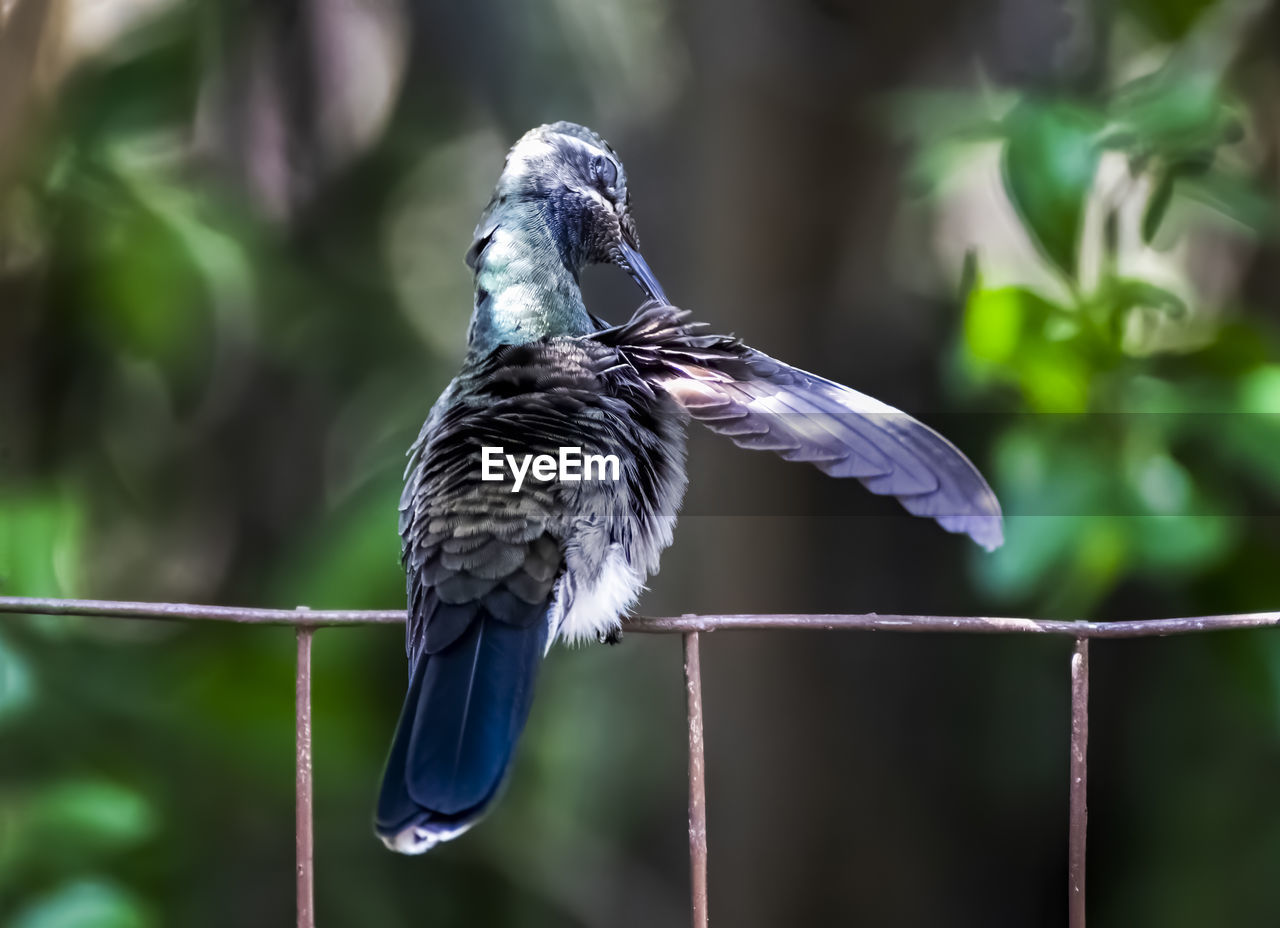 CLOSE-UP OF BIRD