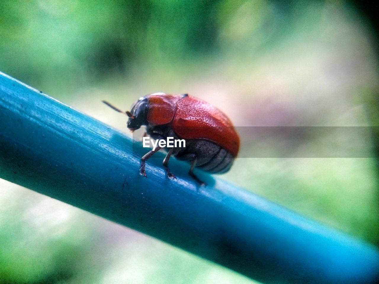 Close-up of ladybug on stem