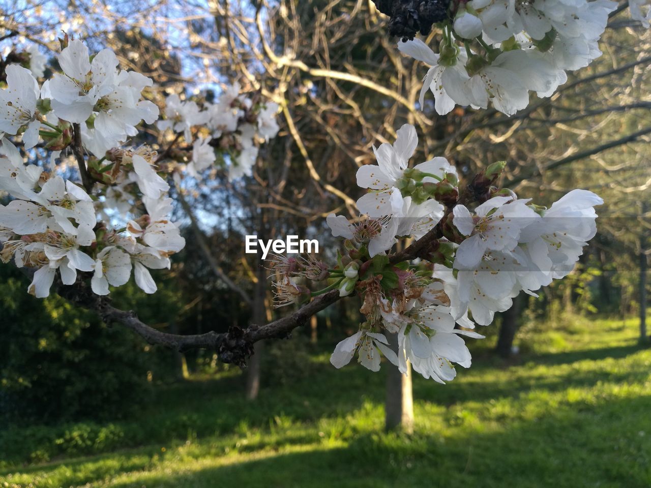 Close-up of white cherry blossom tree