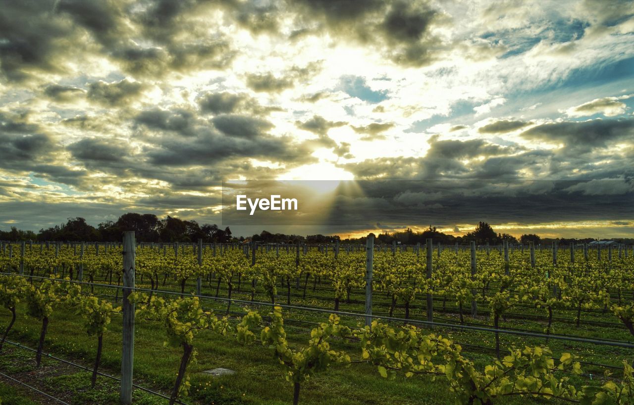 Vineyard scene against cloudy sky