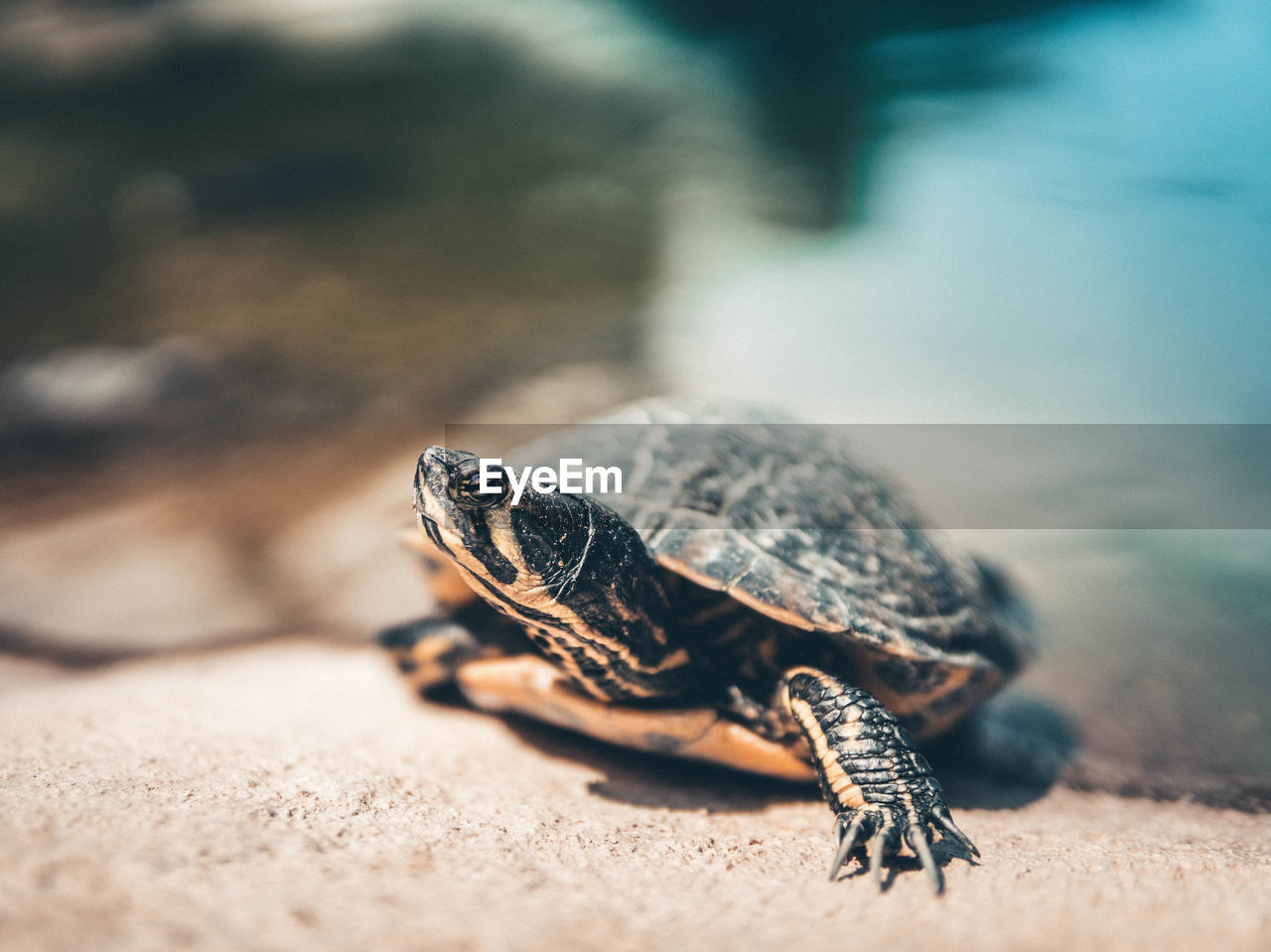 Close-up of water turtle on rock