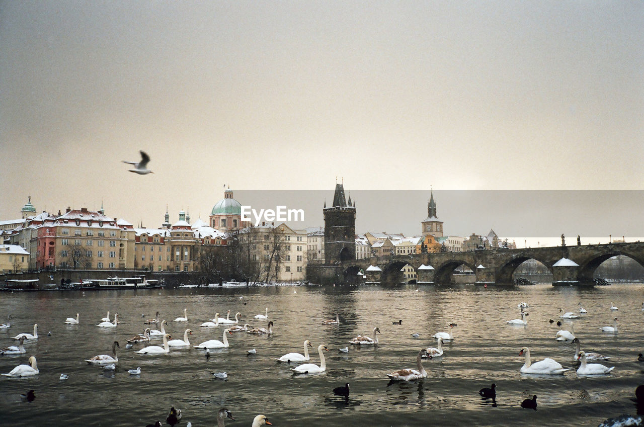 Birds swimming on river against charles bridge