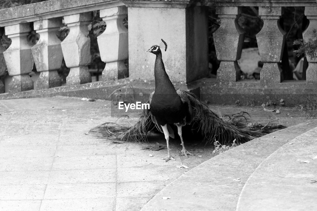 Peacock on steps against balustrade