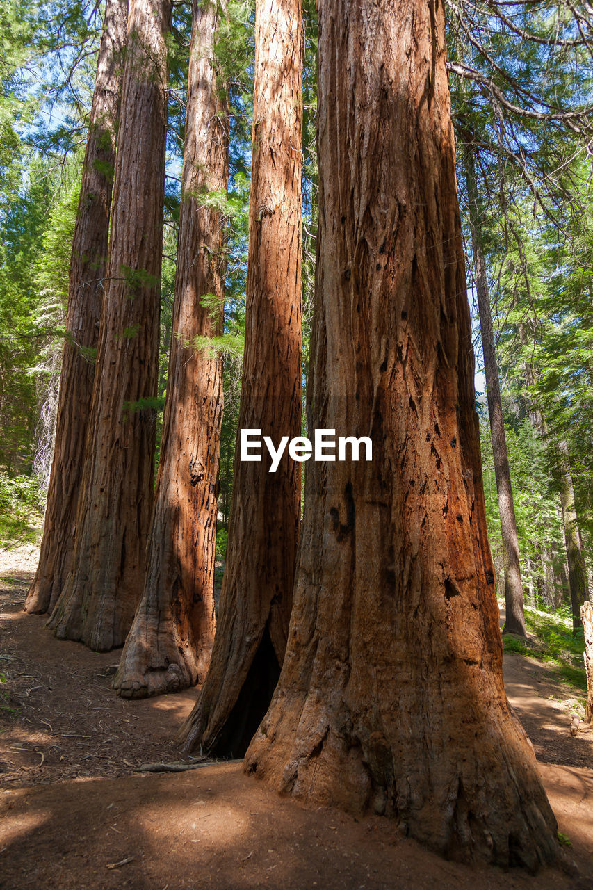 CLOSE-UP OF TREE TRUNKS