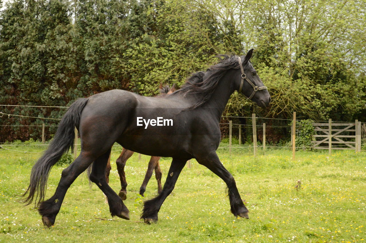 Side view of black horse running on field