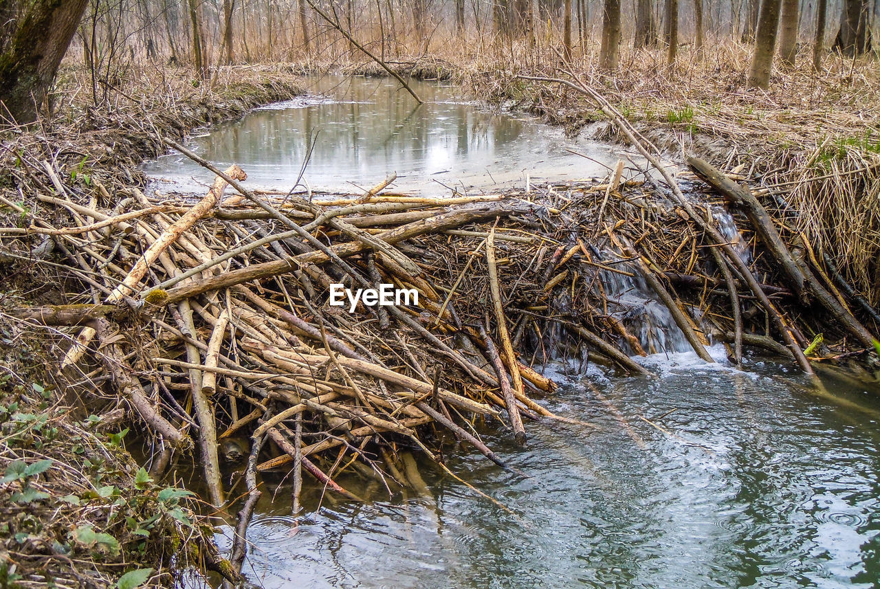 River amidst trees in forest