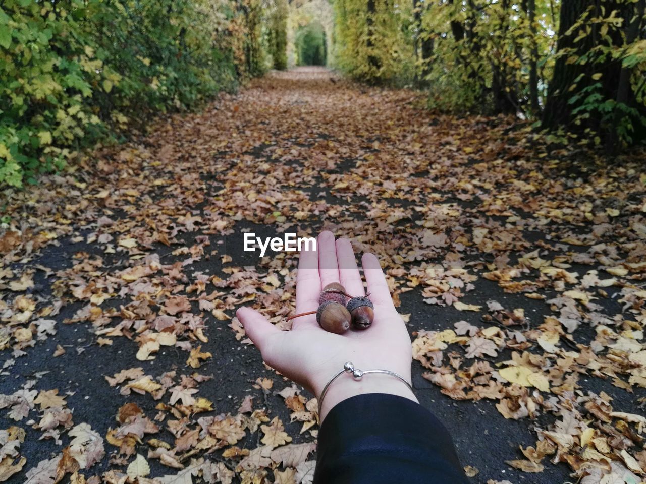 Cropped image of woman with acorns on palm against autumn leaves covered walkway