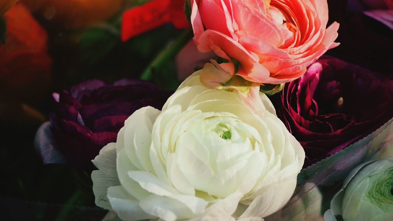 High angle view of peony bouquet