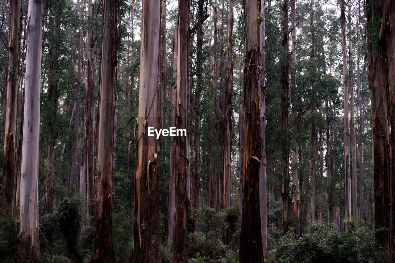 Trees growing in forest