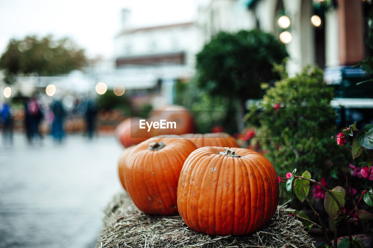 Close-up of pumpkins