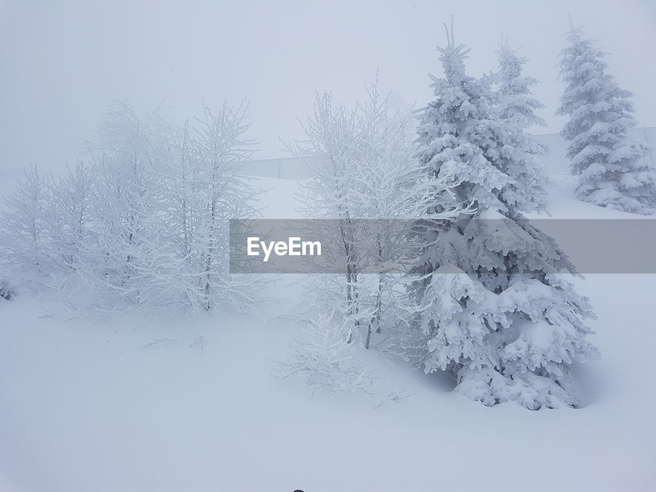 SNOW COVERED TREES ON FIELD AGAINST SKY DURING WINTER