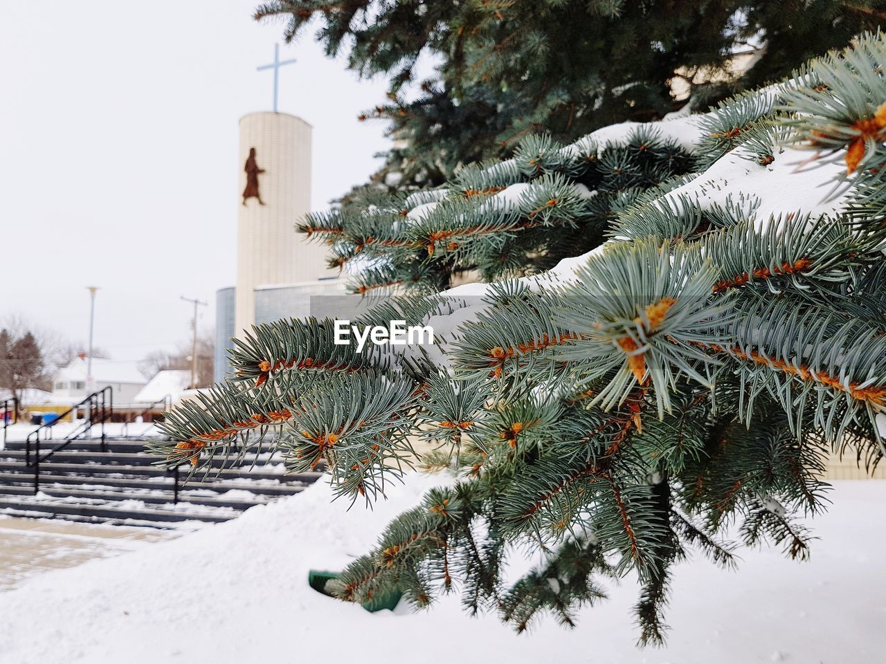 VIEW OF TREE DURING WINTER