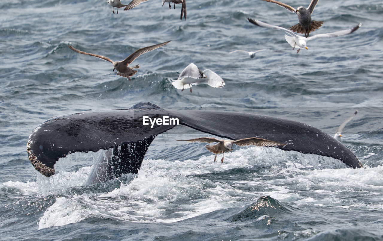 SEAGULLS IN A SEA