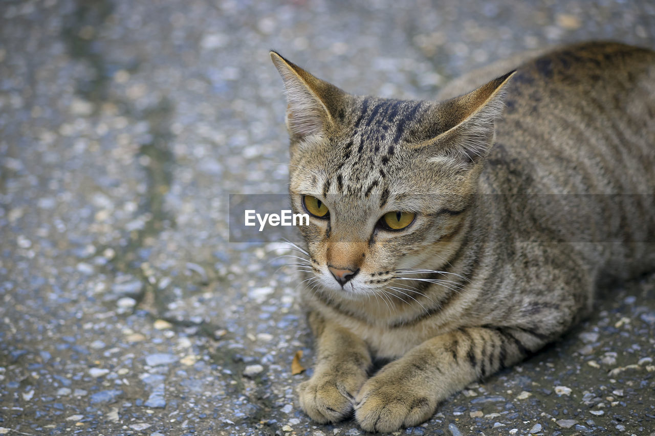 CLOSE-UP PORTRAIT OF TABBY