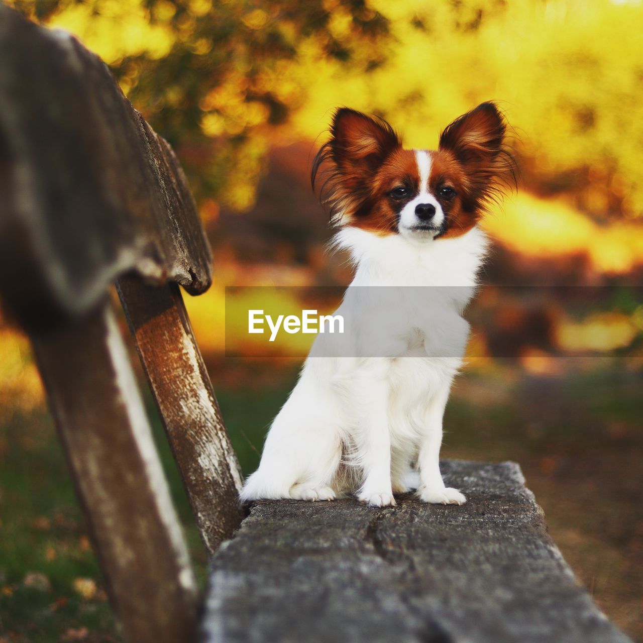 Portrait of a papillon dog 