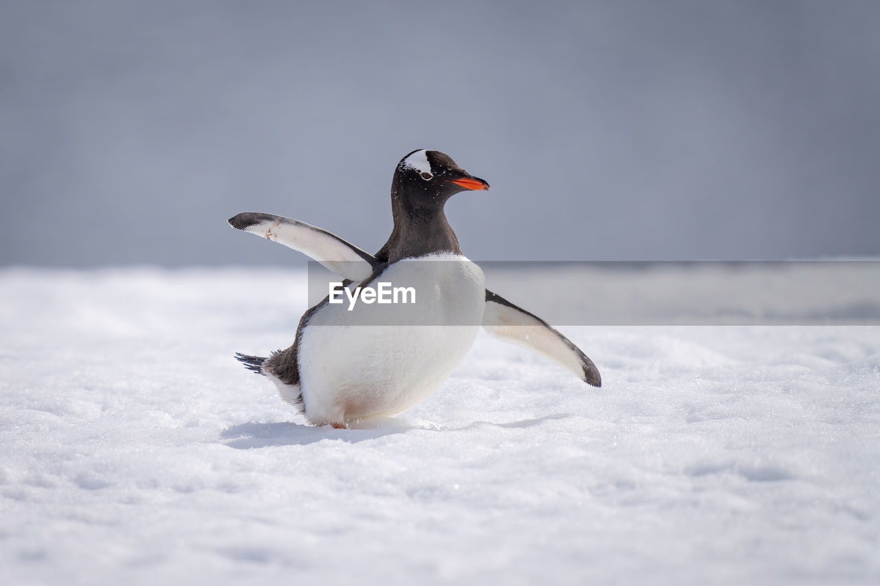 Gentoo penguin almost overbalances waddling across snow