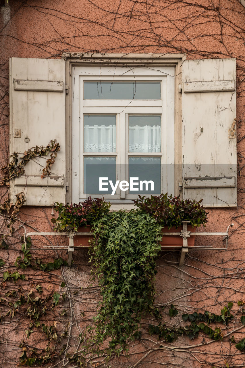 POTTED PLANT ON WINDOW OF HOUSE