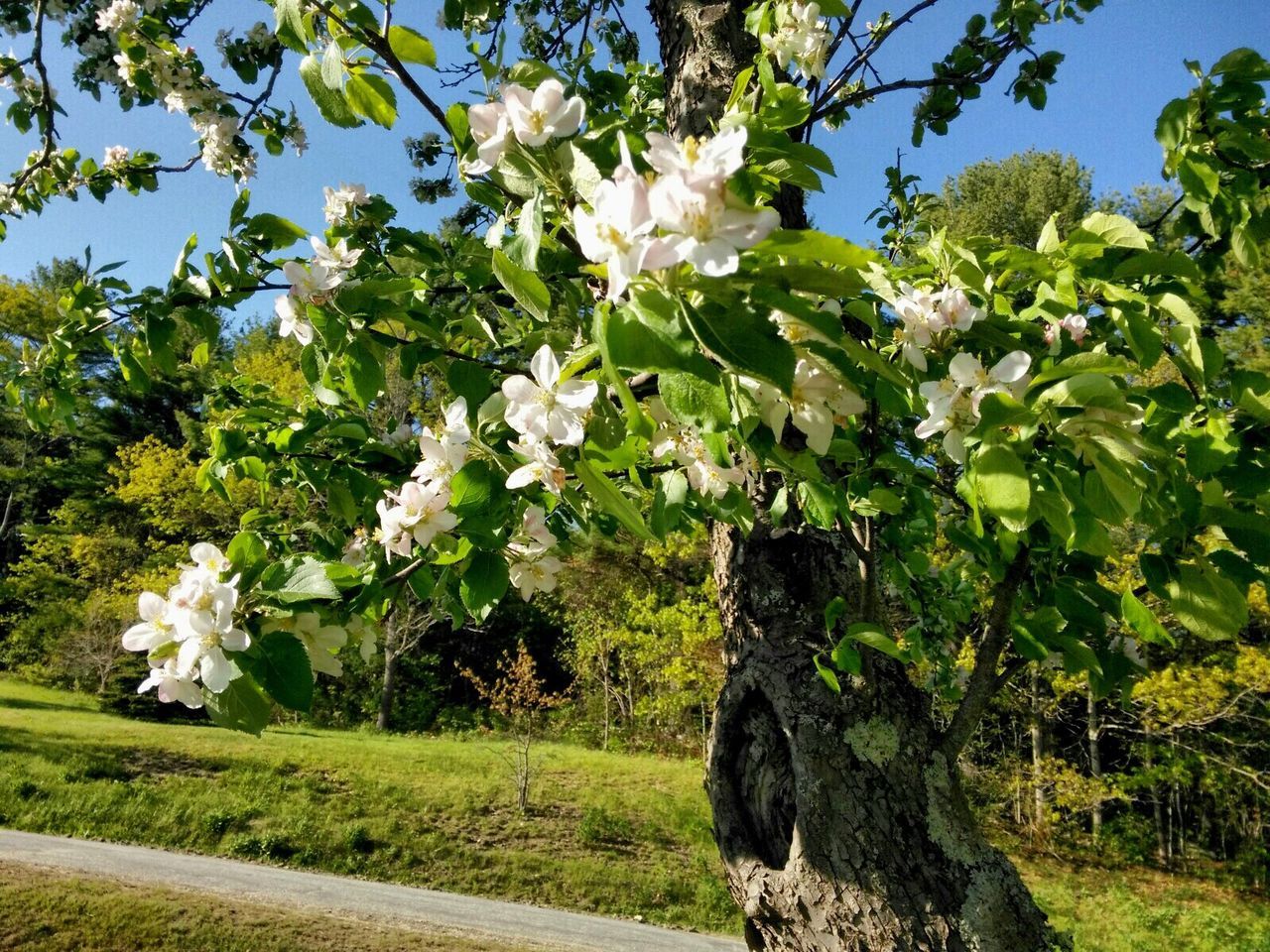 White flowers blooming on tree in park