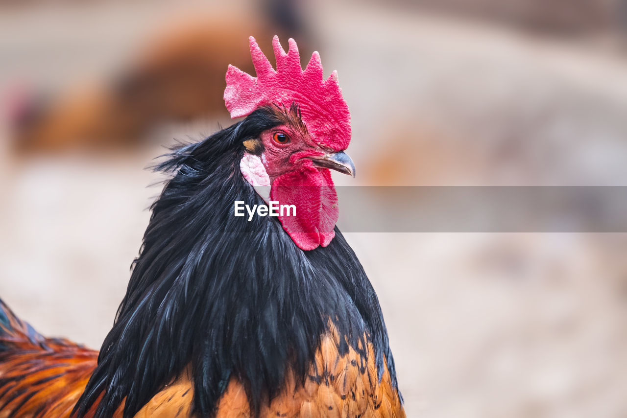 Close-up of rooster