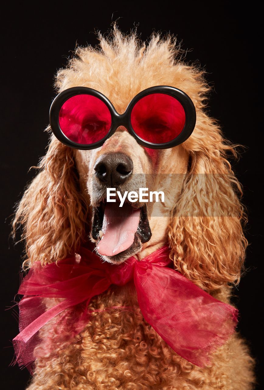 PORTRAIT OF DOG WITH SUNGLASSES