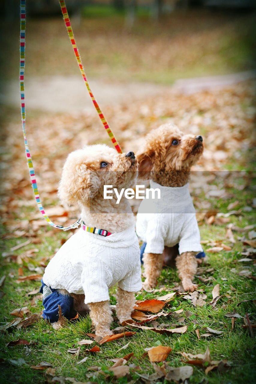 Puppies looking up