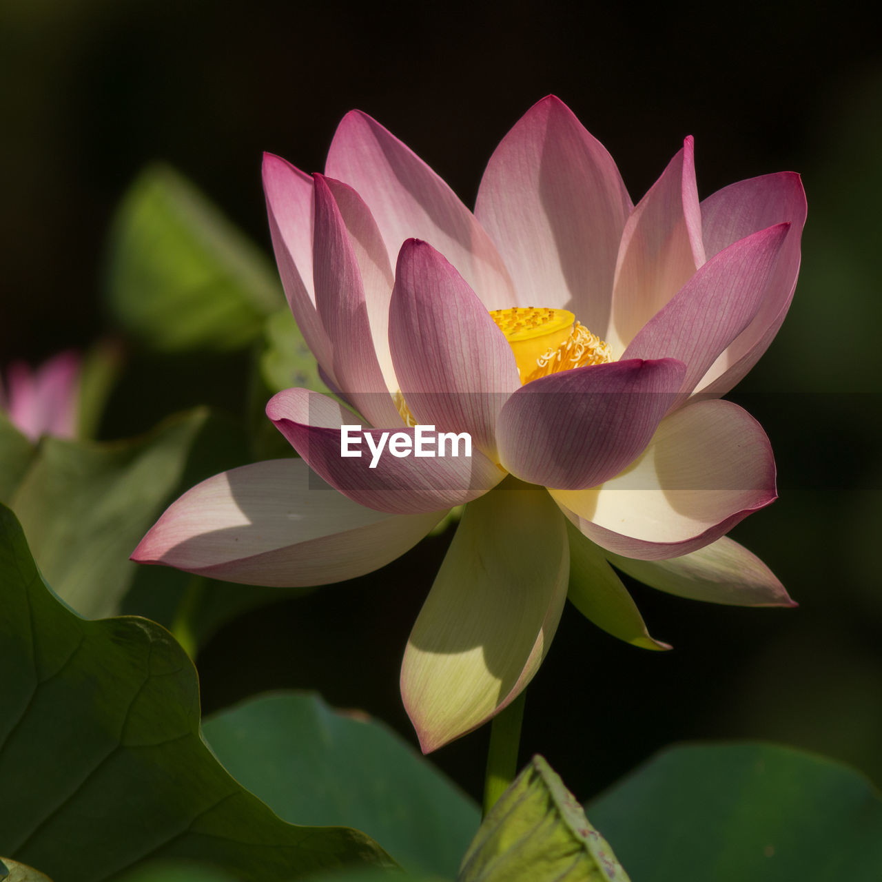 Close-up of pink water lily