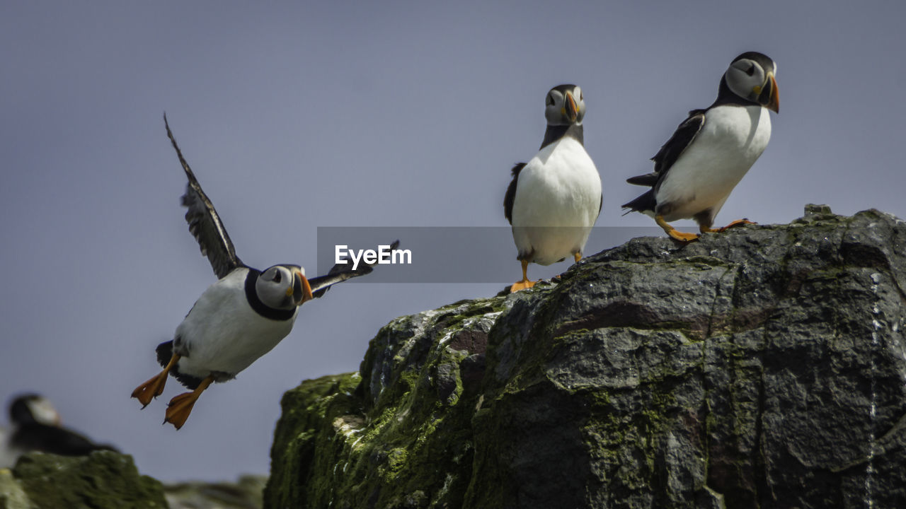 Low angle view of puffins on rock against clear sky