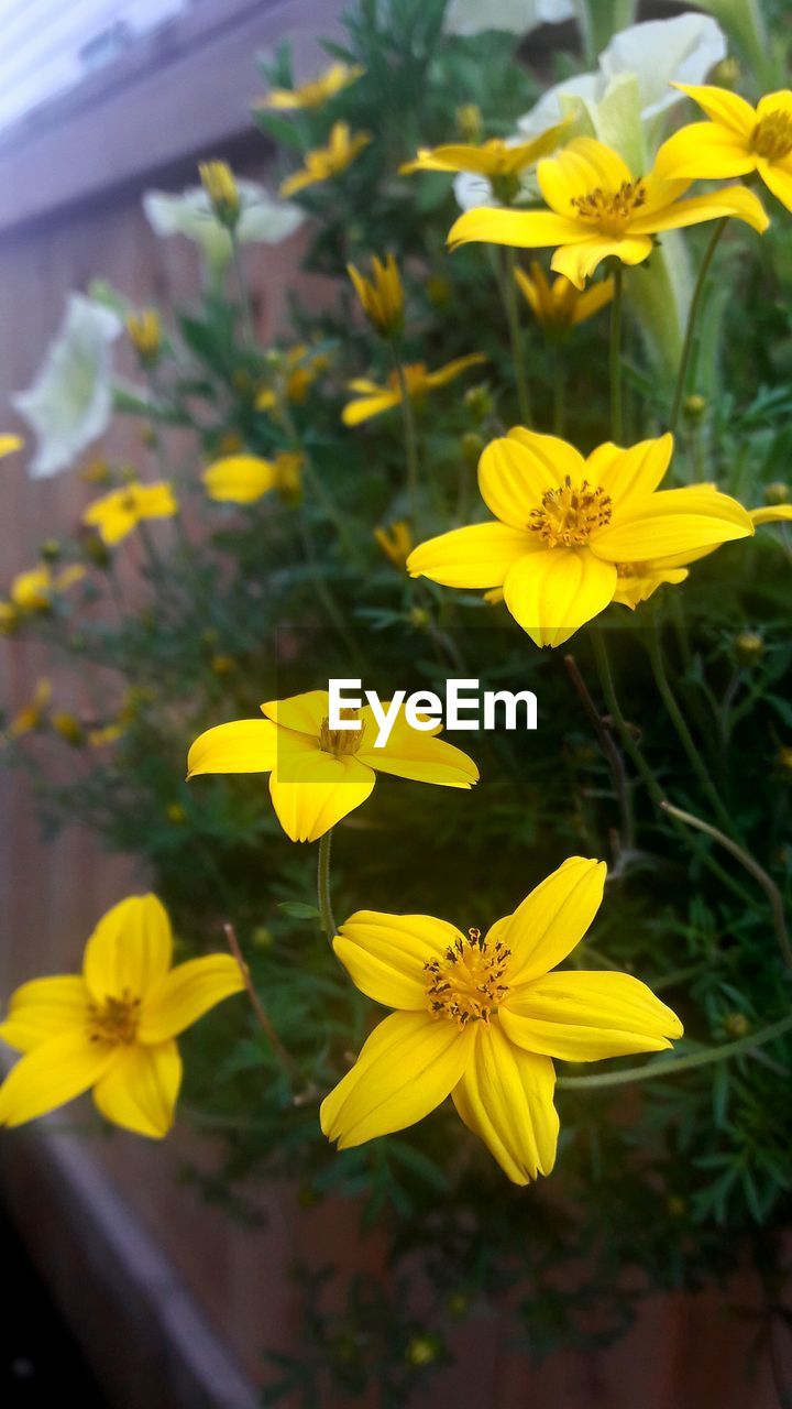 CLOSE-UP OF YELLOW FLOWERS