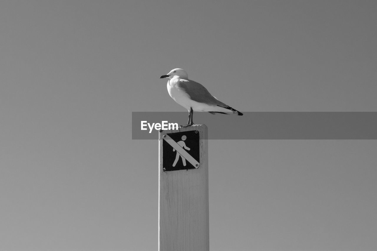 LOW ANGLE VIEW OF SEAGULL PERCHING ON A BIRD