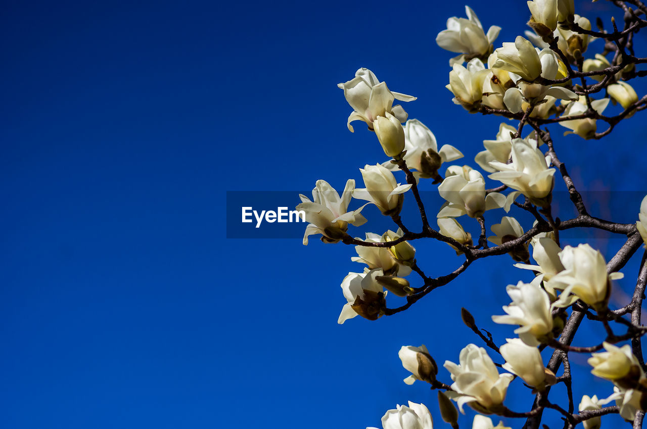 Low angle view of white flowering plant against clear blue sky