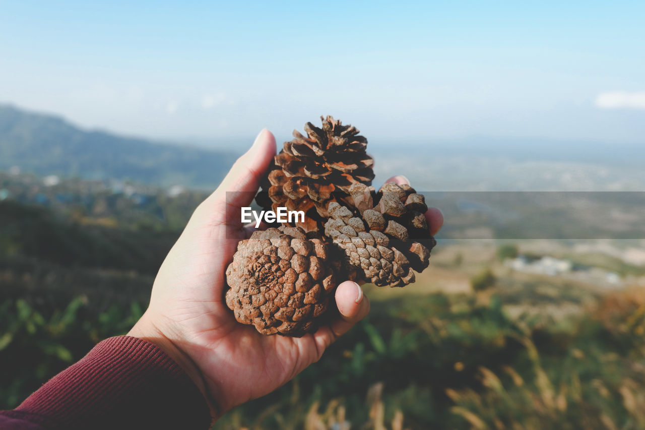 Cropped hand of person holding pine cones against landscape