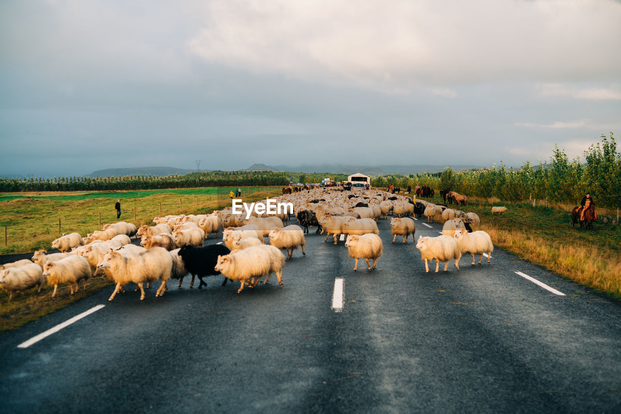 FLOCK OF SHEEP ON ROAD
