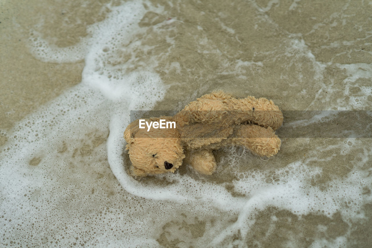 High angle view of teddy bear in sea at beach