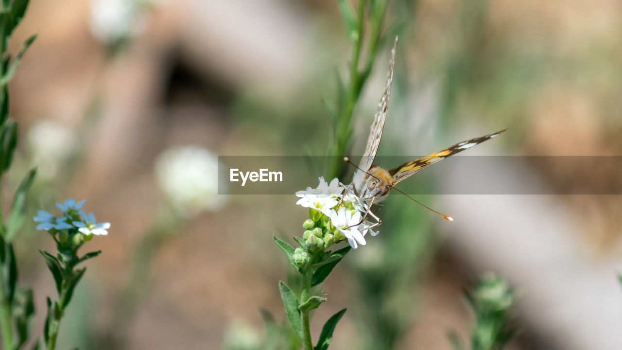 CLOSE-UP OF BUTTERFLY ON FLOWER PLANT