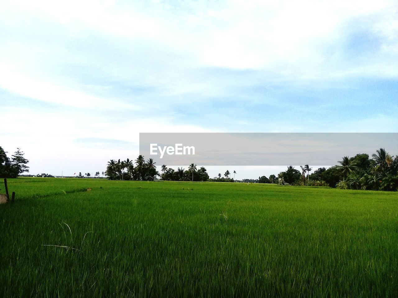 SCENIC VIEW OF FARM FIELD AGAINST SKY