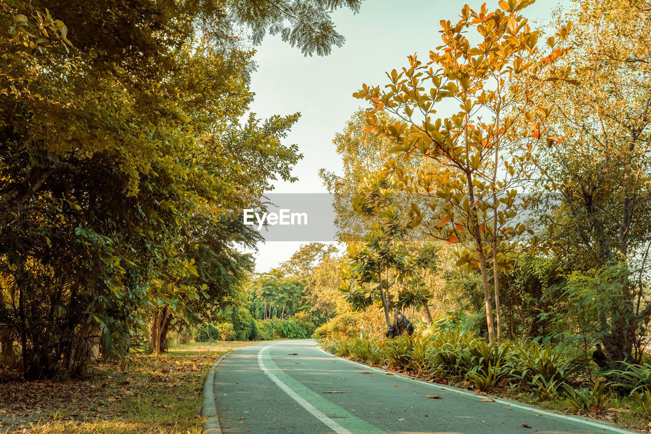 ROAD AMIDST TREES DURING AUTUMN