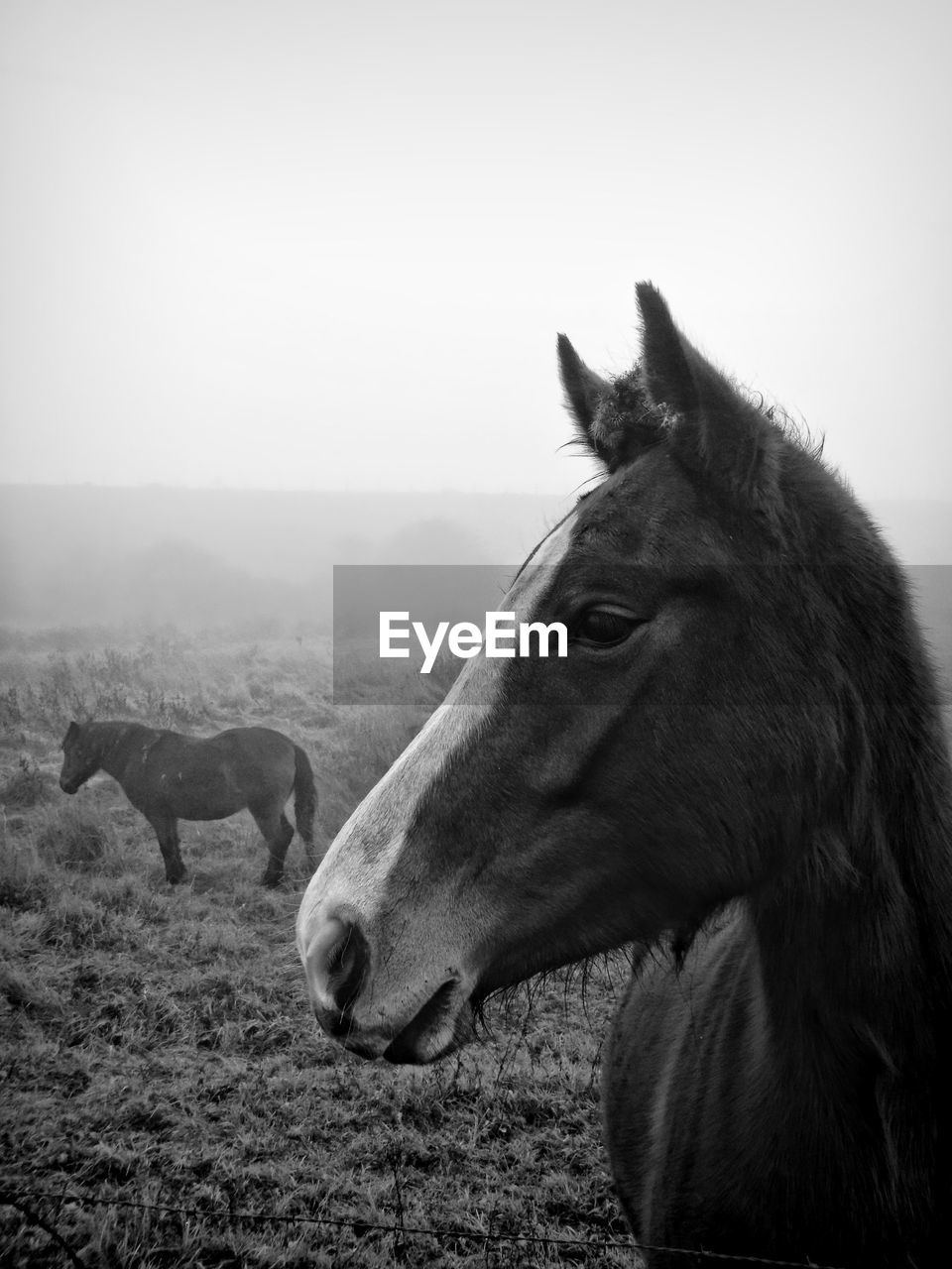 Horse standing in a field