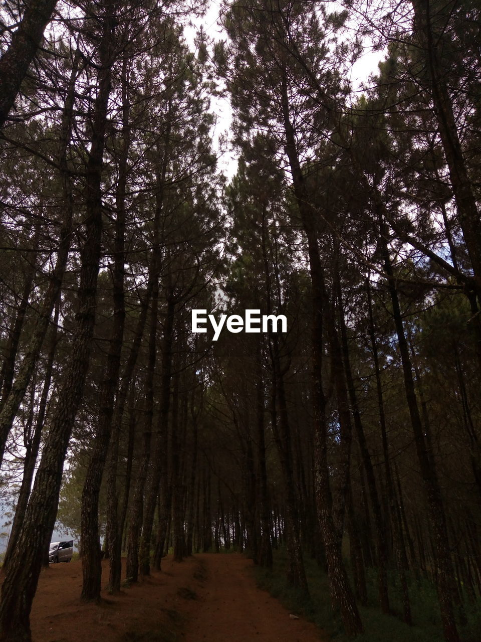 LOW ANGLE VIEW OF TREES IN THE FOREST