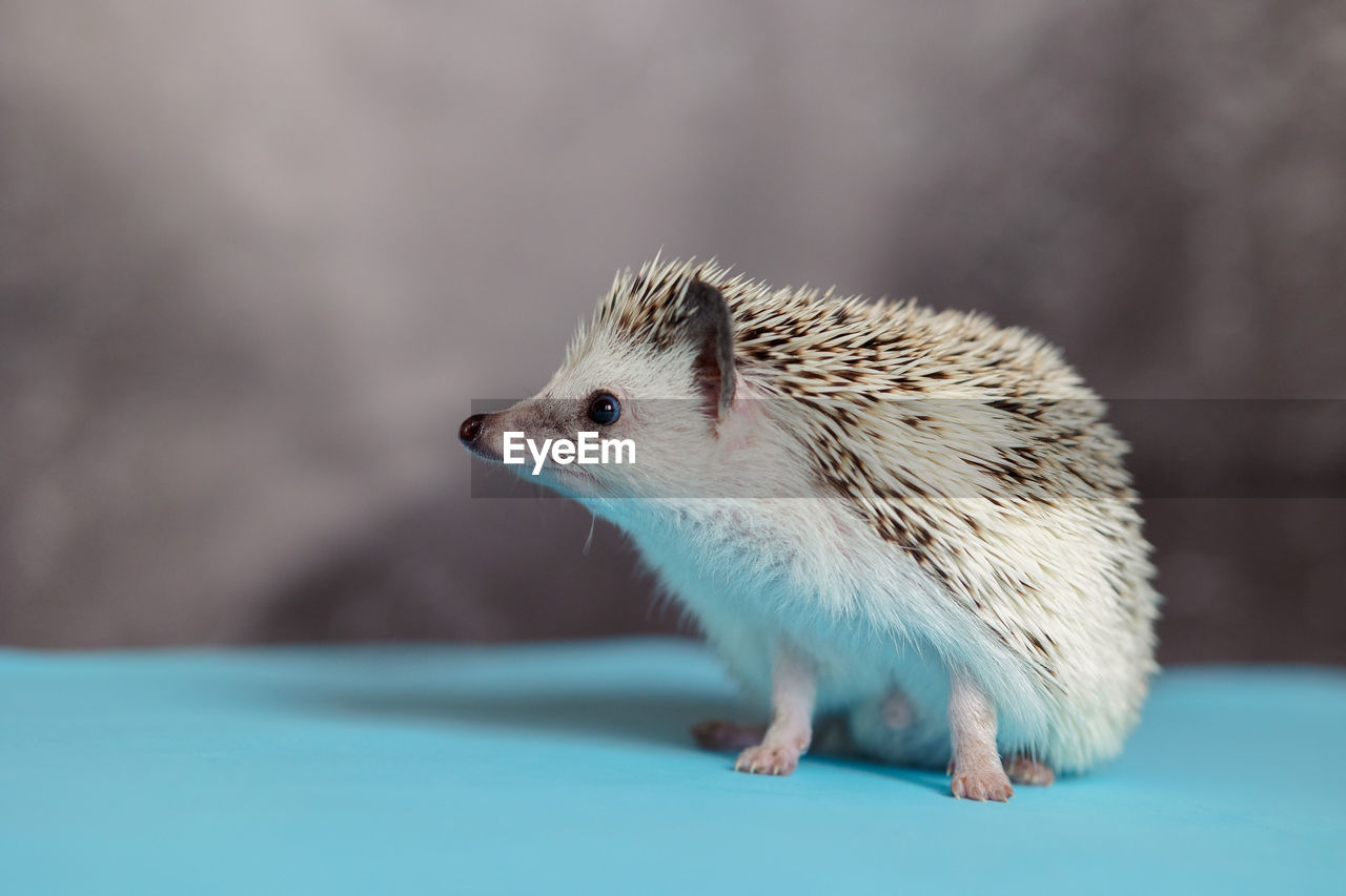 Cute hedgehog. portrait of pretty curious muzzle of animal. favorite pets. atelerix, african 