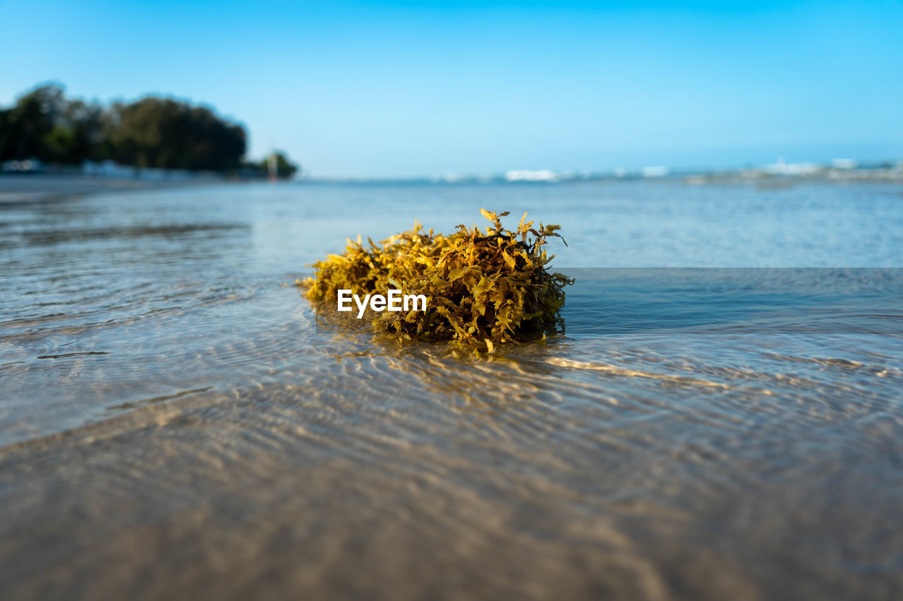 Close-up of  plant against sea